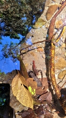 Macrobrachium potiuna