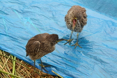 Nycticorax nycticorax