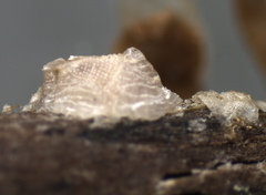 Neoconorbina
