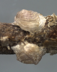 Neoconorbina