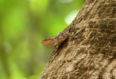 Agama africana
