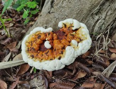 Ganoderma