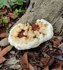 Ganoderma