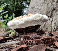 Ganoderma