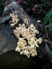 Basidiomycota