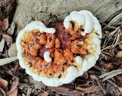 Ganoderma