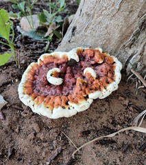Ganoderma