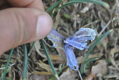 Iris histrio