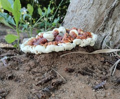 Ganoderma
