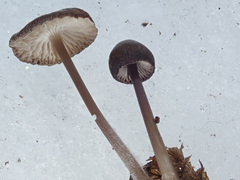 Mycena plumipes