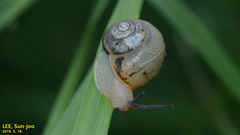 Acusta