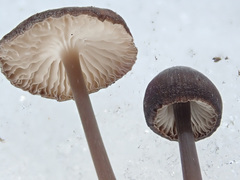 Mycena plumipes