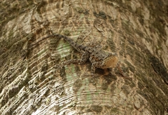 Agama africana