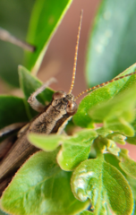 Ronderosia bergii