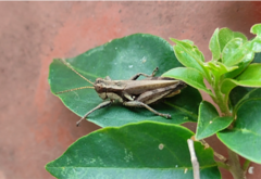 Ronderosia bergii
