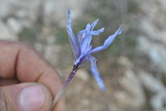 Iris histrio