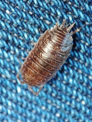 Porcellio dispar