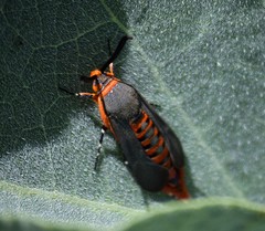 Eichlinia grande