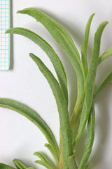 Atriplex gardneri falcata