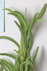 Atriplex gardneri falcata