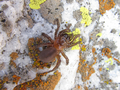 Calathotarsus simoni