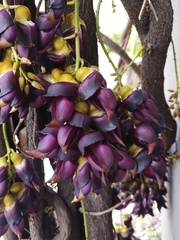 Mucuna sempervirens