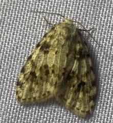 Clemensia ochreata