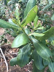 Myrsine cubana