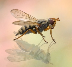 Dorycera judea
