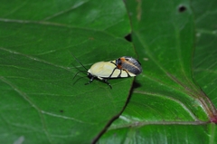 Eusceptis irretita