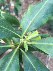 Myrsine cubana
