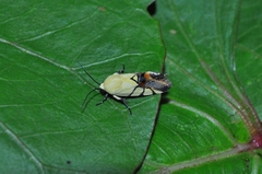 Eusceptis irretita