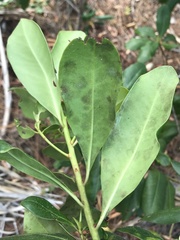 Myrsine cubana