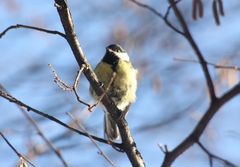 Parus major