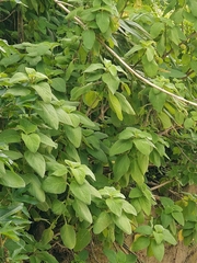 Coleus barbatus image