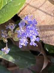 Ceanothus diversifolius