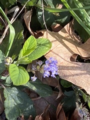 Ceanothus diversifolius