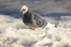 Columba livia domestica