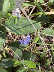 Ceanothus diversifolius