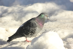 Columba livia domestica