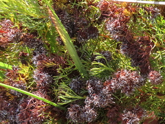 Serruria foeniculacea