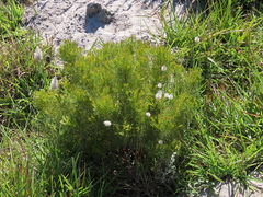 Serruria foeniculacea