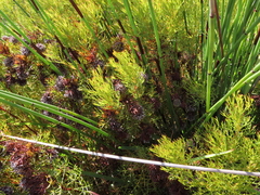 Serruria foeniculacea