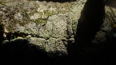 Lecanora barkmaniana