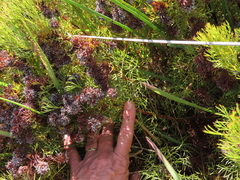 Serruria foeniculacea