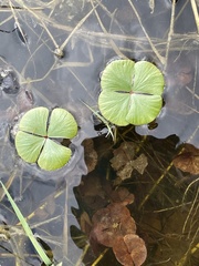 Marsilea macropoda