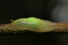 Gaeotis nigrolineata