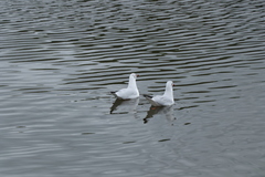 Chroicocephalus ridibundus