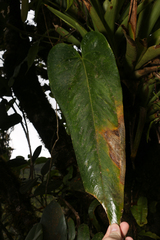 Anthurium dominicense