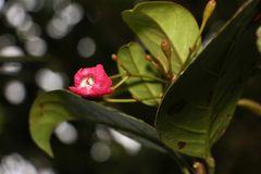 Tabebuia rigida